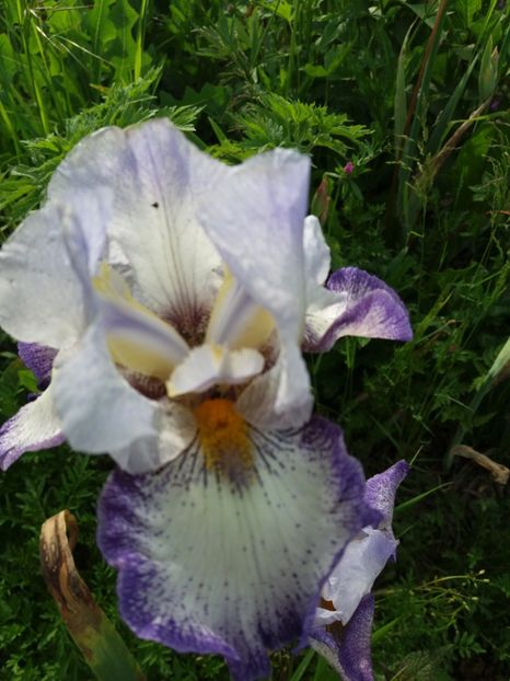  - Irisi infloriti in 2019