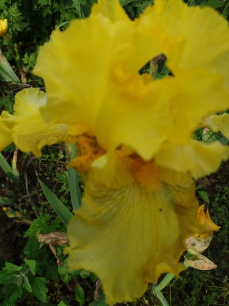  - Irisi infloriti in 2019