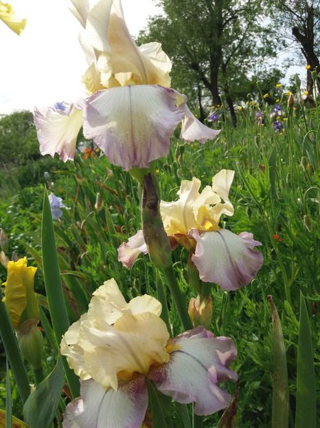  - Irisi infloriti in 2019