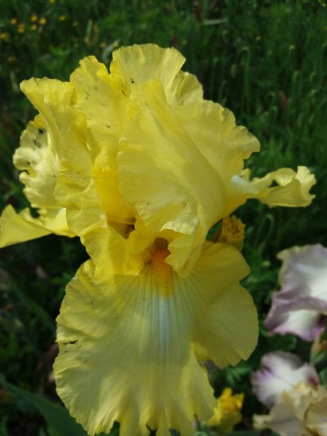  - Irisi infloriti in 2019