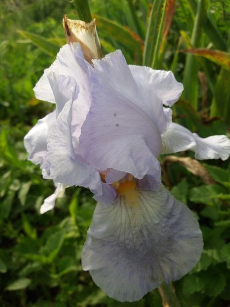  - Irisi infloriti in 2019