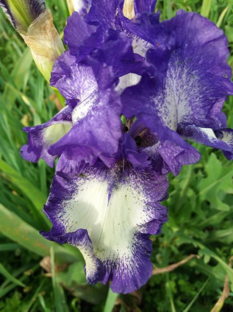  - Irisi infloriti in 2019