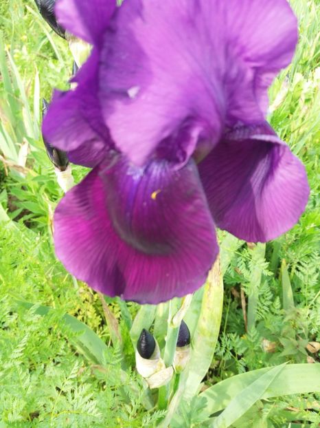  - Irisi infloriti in 2019