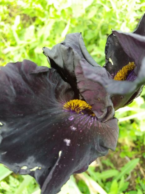  - Irisi infloriti in 2019