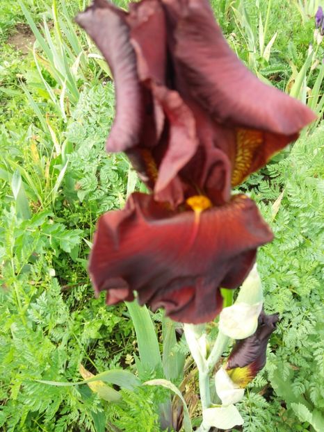  - Irisi infloriti in 2019