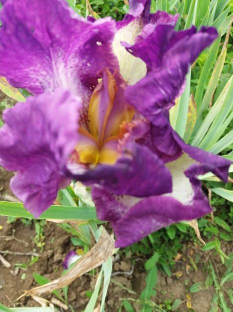  - Irisi infloriti in 2019