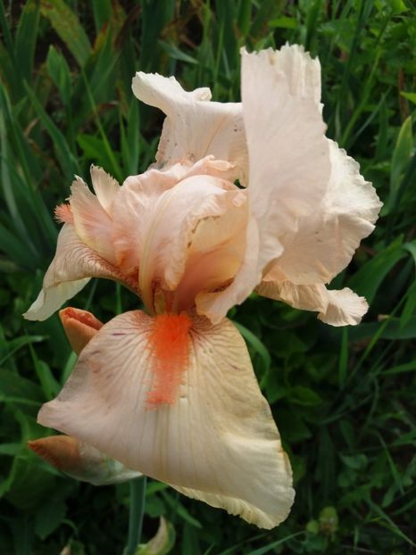  - Irisi infloriti in 2019