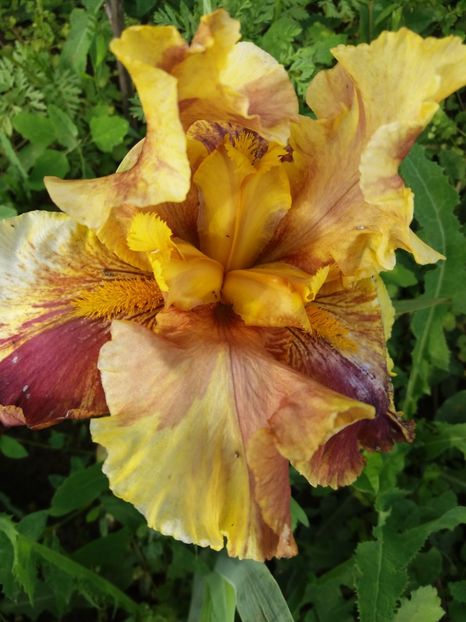  - Irisi infloriti in 2019