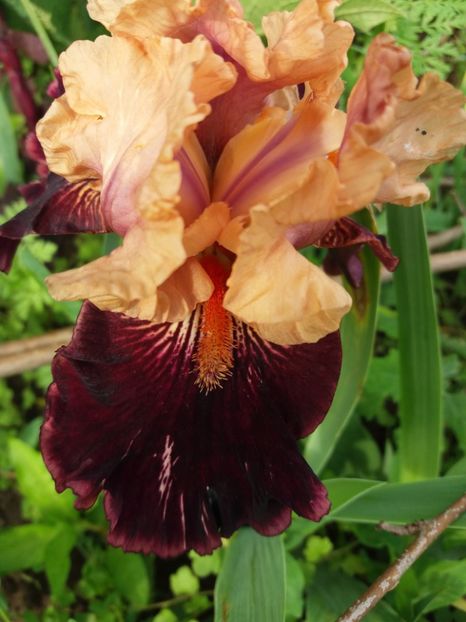  - Irisi infloriti in 2019