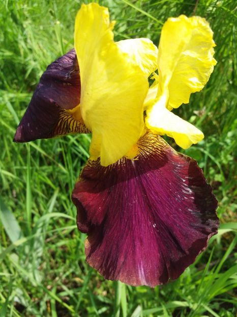  - Irisi infloriti in 2019