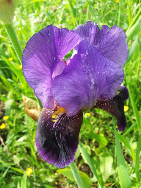  - Irisi infloriti in 2019