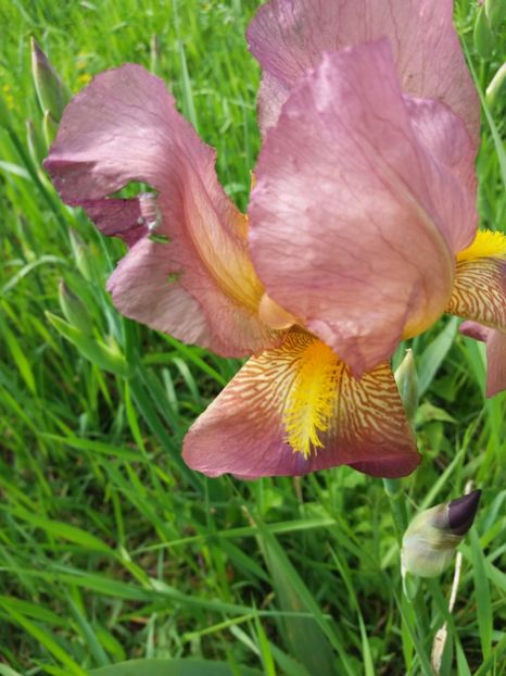  - Irisi infloriti in 2019