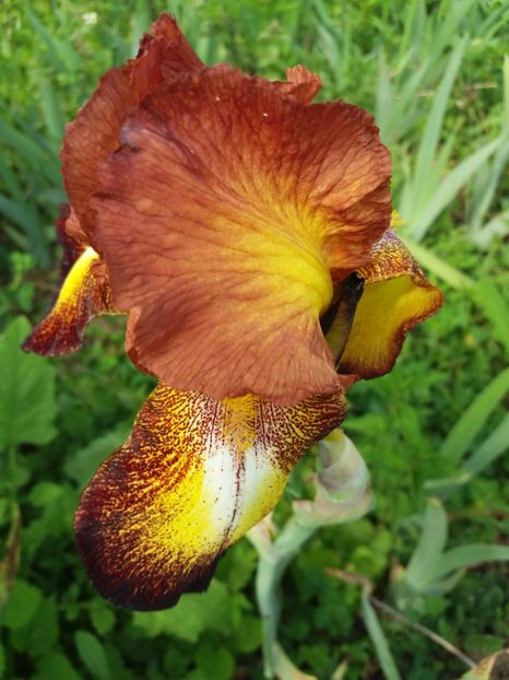  - Irisi infloriti in 2019