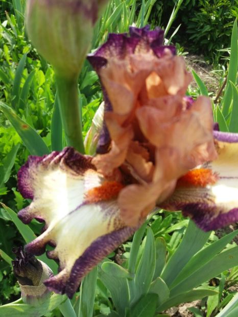  - Irisi infloriti in 2019