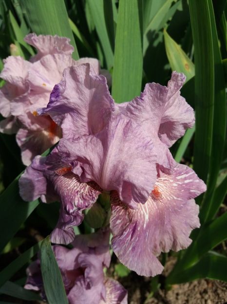  - Irisi infloriti in 2019