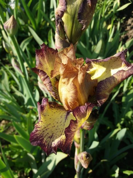  - Irisi infloriti in 2019