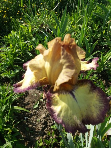  - Irisi infloriti in 2019