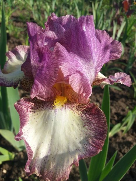  - Irisi infloriti in 2019