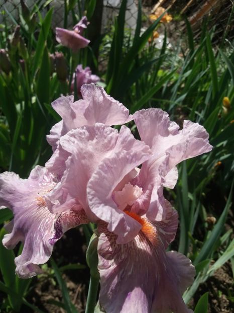  - Irisi infloriti in 2019