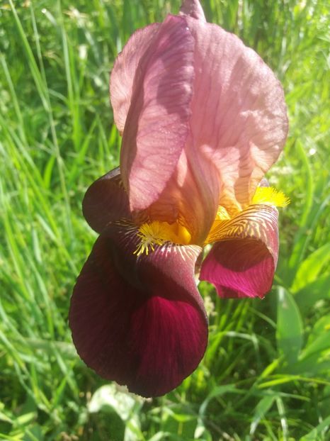  - Irisi infloriti in 2019