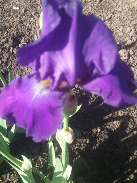  - Irisi infloriti in 2019