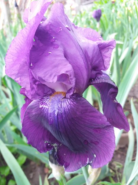  - Irisi infloriti in 2019