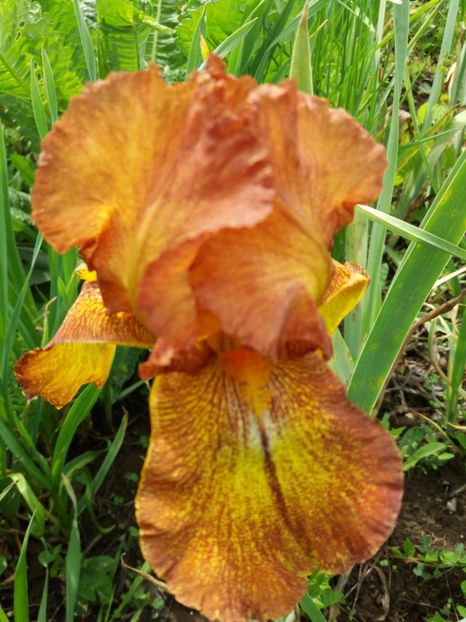  - Irisi infloriti in 2019