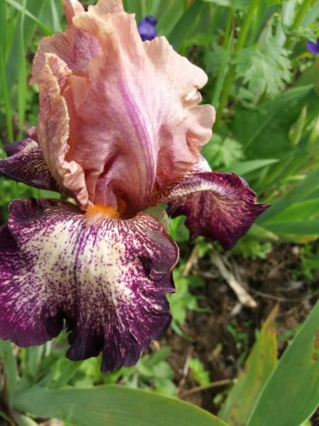  - Irisi infloriti in 2019