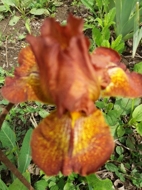  - Irisi infloriti in 2019