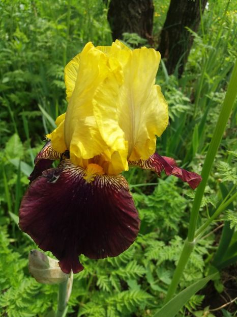  - Irisi infloriti in 2019