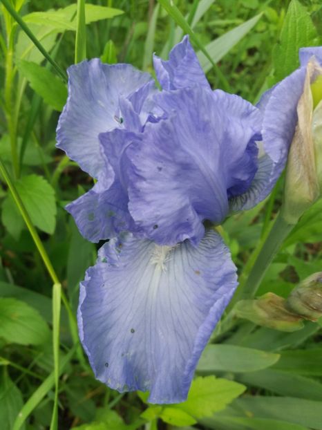  - Irisi infloriti in 2019