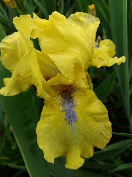  - Irisi infloriti in 2019