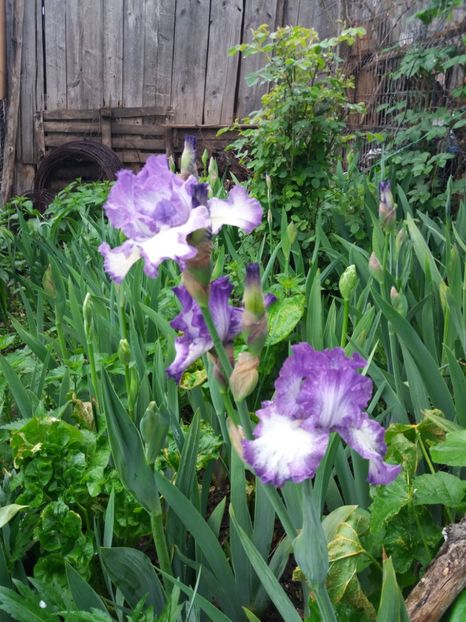  - Irisi infloriti in 2019