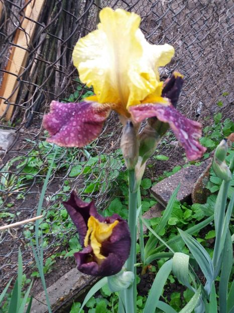  - Irisi infloriti in 2019