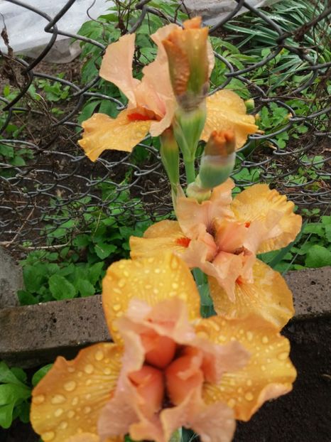  - Irisi infloriti in 2019