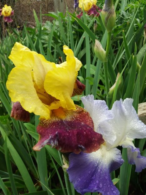  - Irisi infloriti in 2019