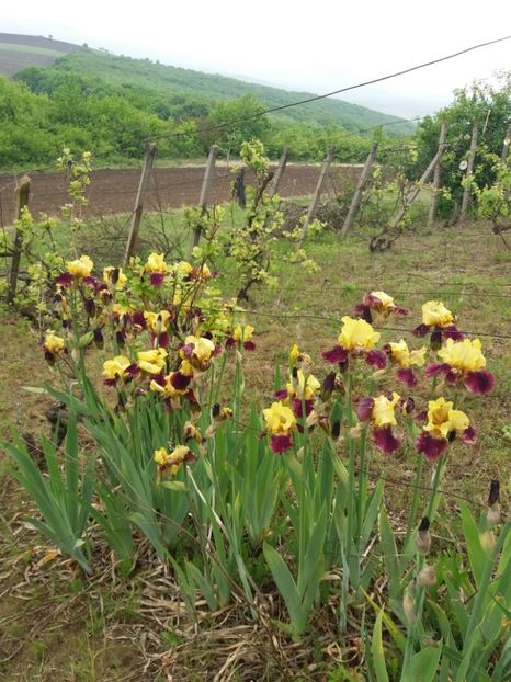  - Irisi infloriti in 2019