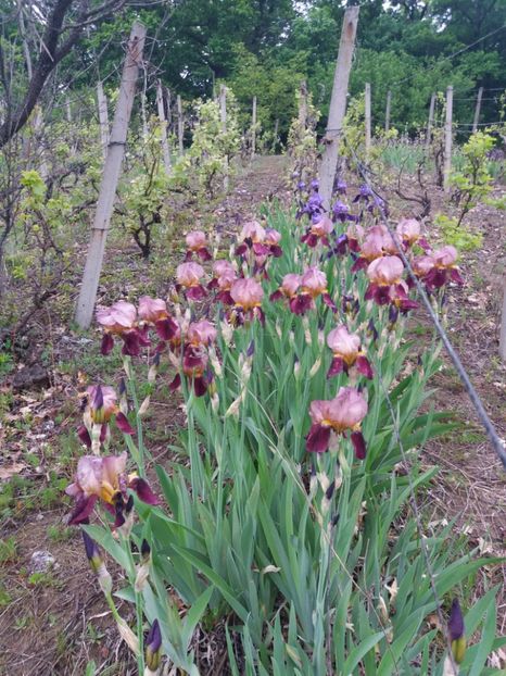  - Irisi infloriti in 2019