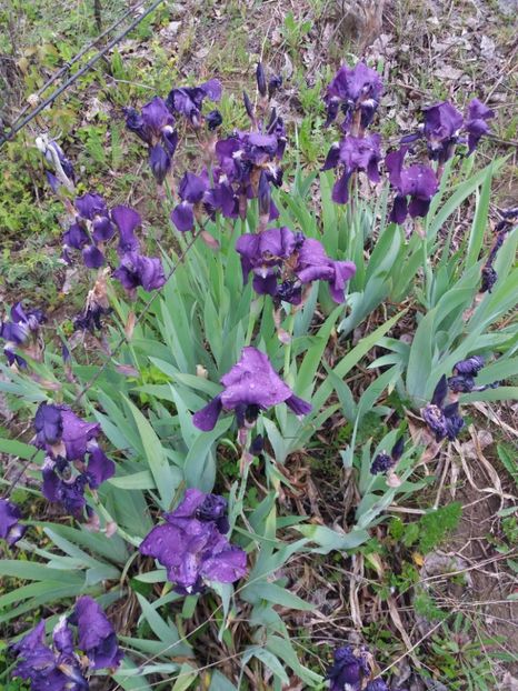  - Irisi infloriti in 2019