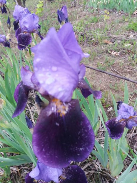  - Irisi infloriti in 2019