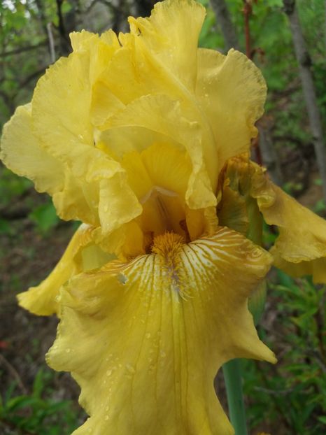  - Irisi infloriti in 2019