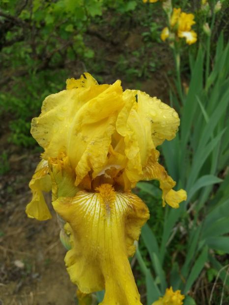  - Irisi infloriti in 2019