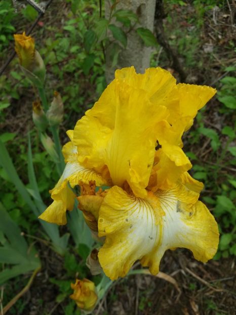  - Irisi infloriti in 2019