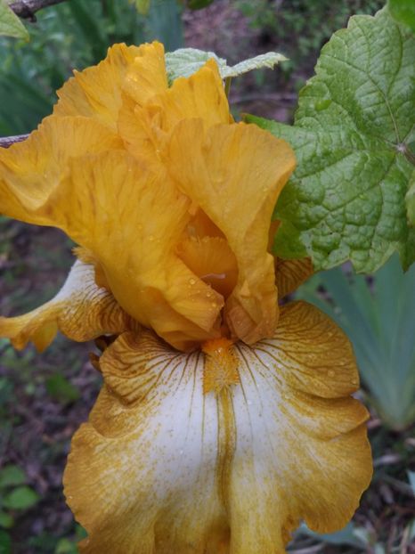  - Irisi infloriti in 2019