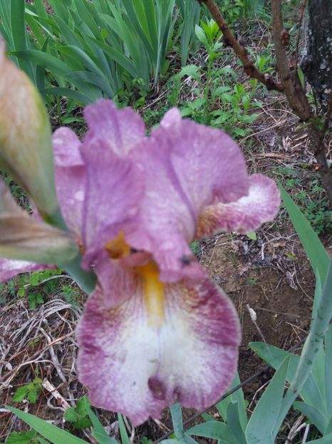  - Irisi infloriti in 2019