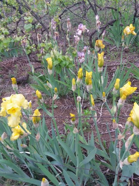  - Irisi infloriti in 2019