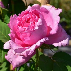 bienvenue_-_delbard_roses_bm_2017_6_1000px - Noutati mai 2019 Marcel Podelean