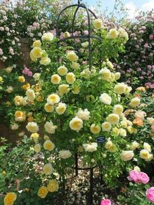 david-austin-roses teasing georgia - Noutati mai 2019 Marcel Podelean