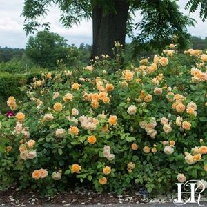 crown-princess-margareta-1 - Noutati mai 2019 Marcel Podelean
