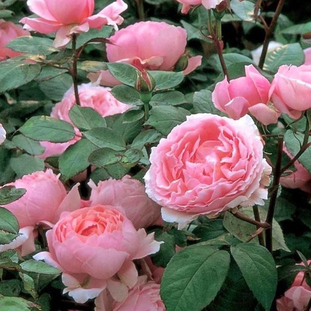 rose-brother-cadfael - Noutati mai 2019 Marcel Podelean